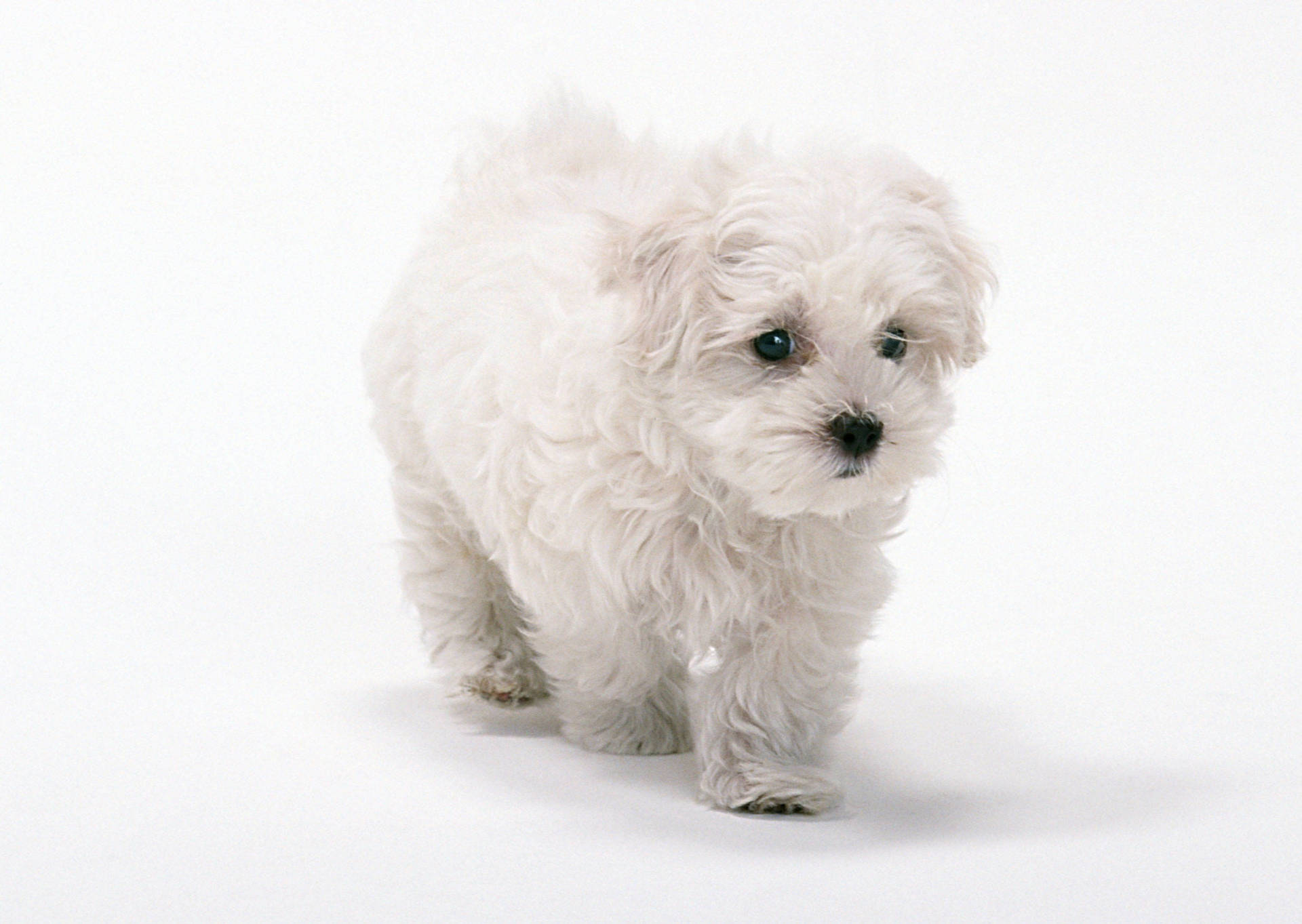 Pure White Puppy