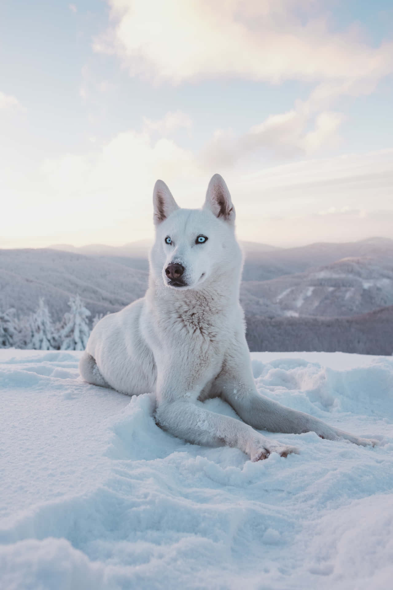 Pure White Siberian Husky In Snow Background