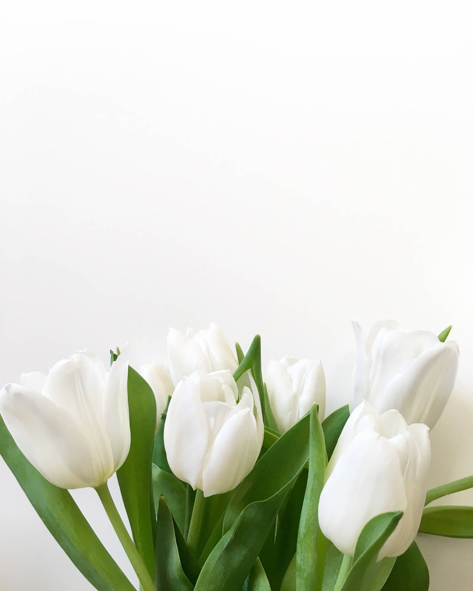 Pure White Tulips Wallpaper