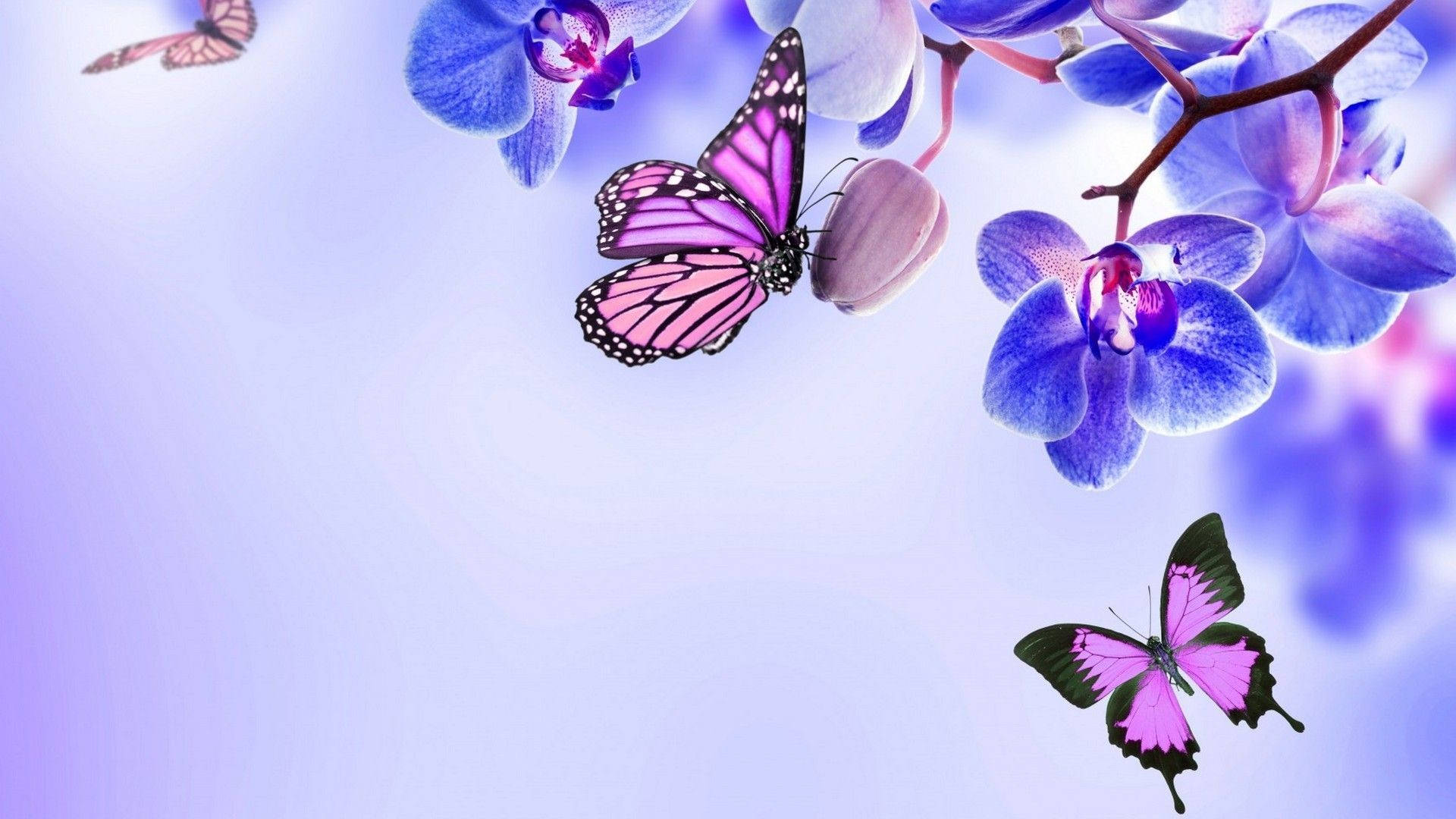 Lilaästhetische Schmetterlinge Auf Blumen Für Den Computer Wallpaper