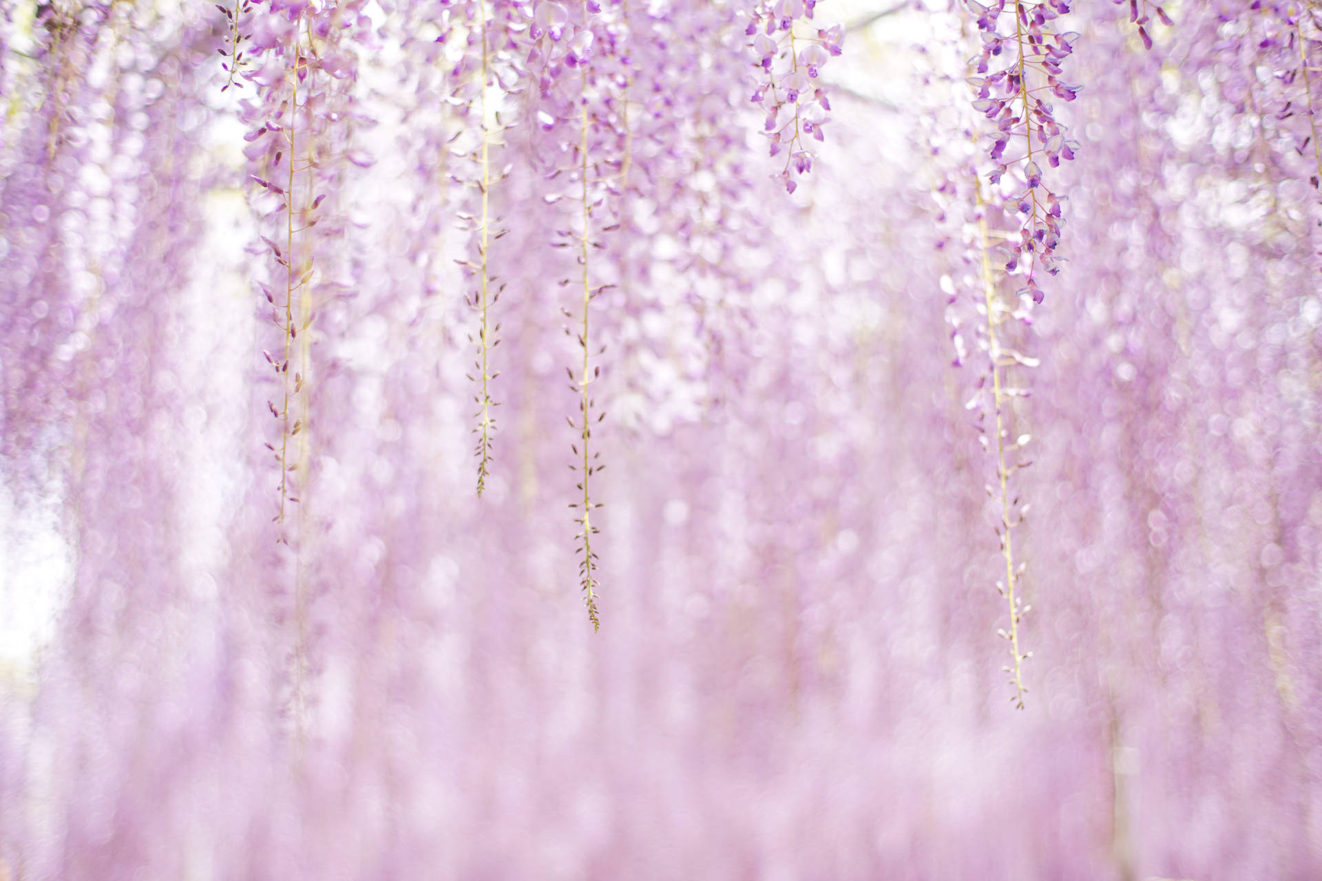 Purple Aesthetic Flowers Wallpaper