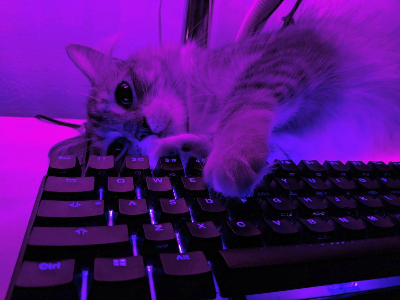 Purple Aesthetic Keyboard Cat Wallpaper