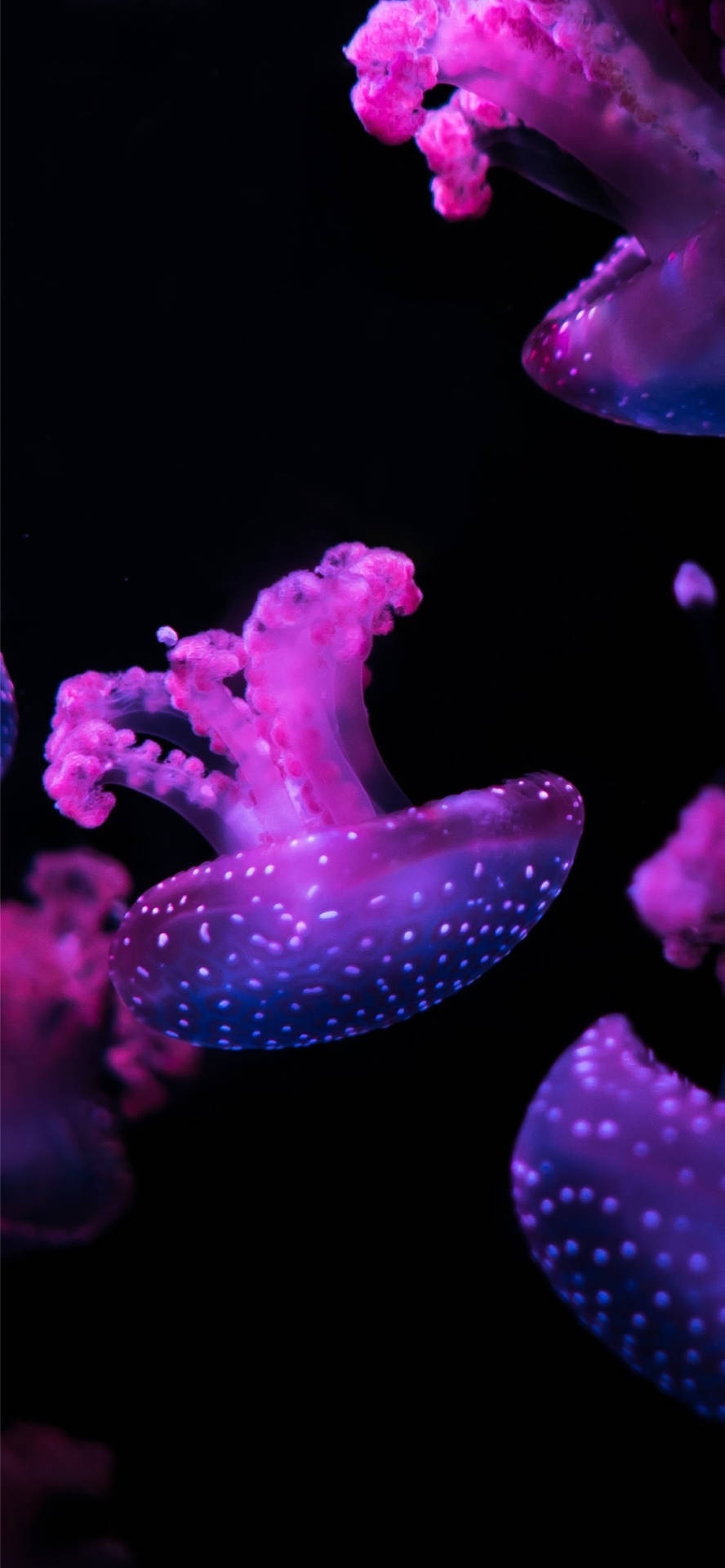 Teléfonoestético Púrpura Con Medusas. Fondo de pantalla