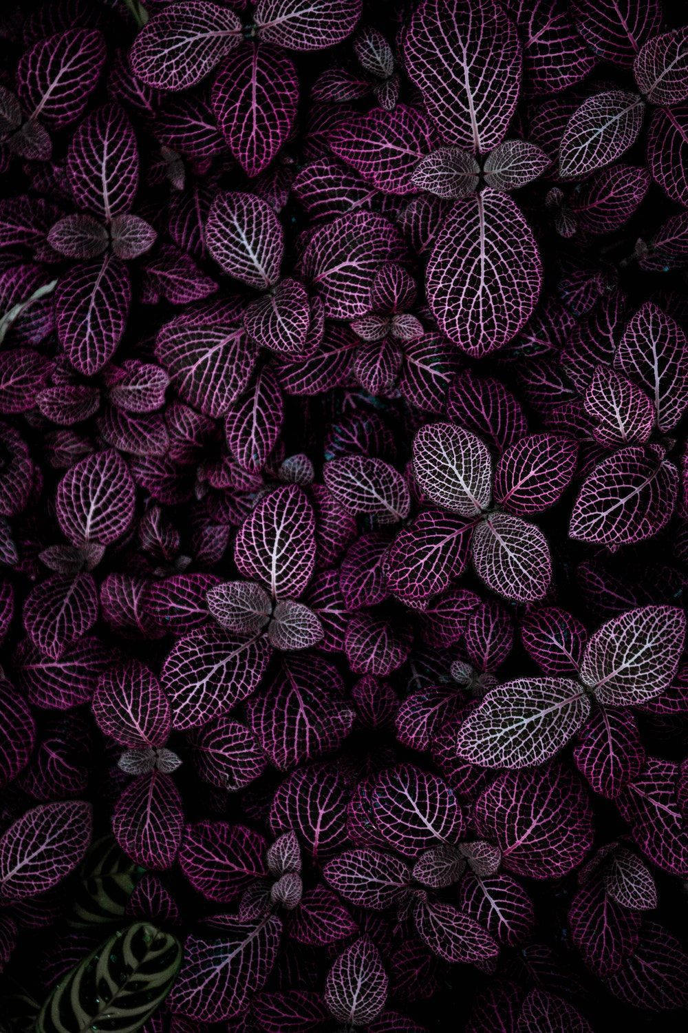 Purple Aesthetic Phone Plant Leaves Wallpaper