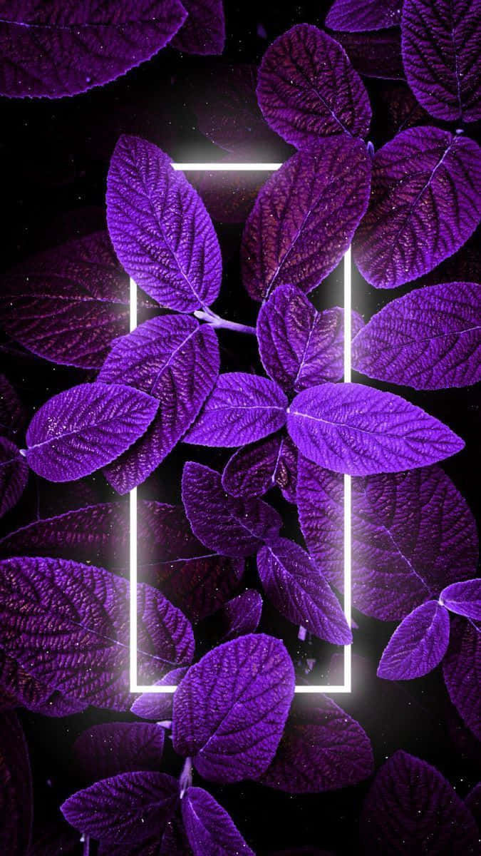 Purple Aesthetic Neon White Border And Leaves Picture