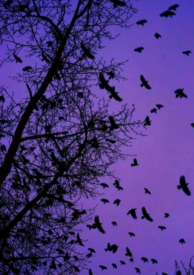 Purple Aesthetic Silhouette Tree Branches And Birds Picture