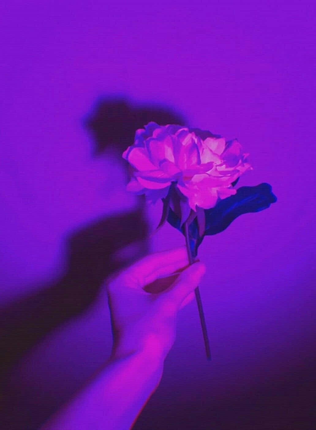 Download Purple Aesthetic Hand Holding Rose Picture | Wallpapers.com