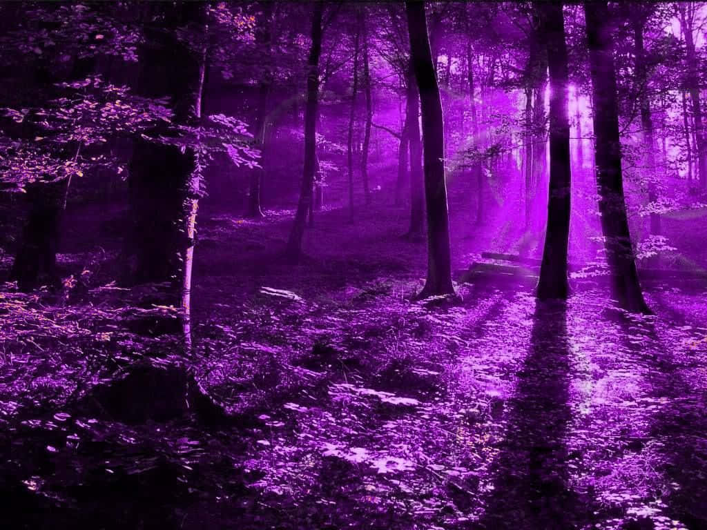 Lilaästhetischer Wald Bei Nacht Bild