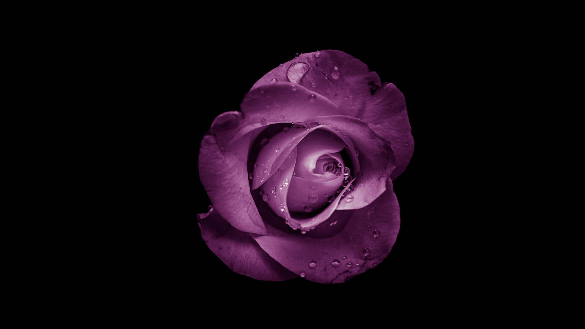 Immaginedi Una Rosa Estetica Viola Su Sfondo Nero.