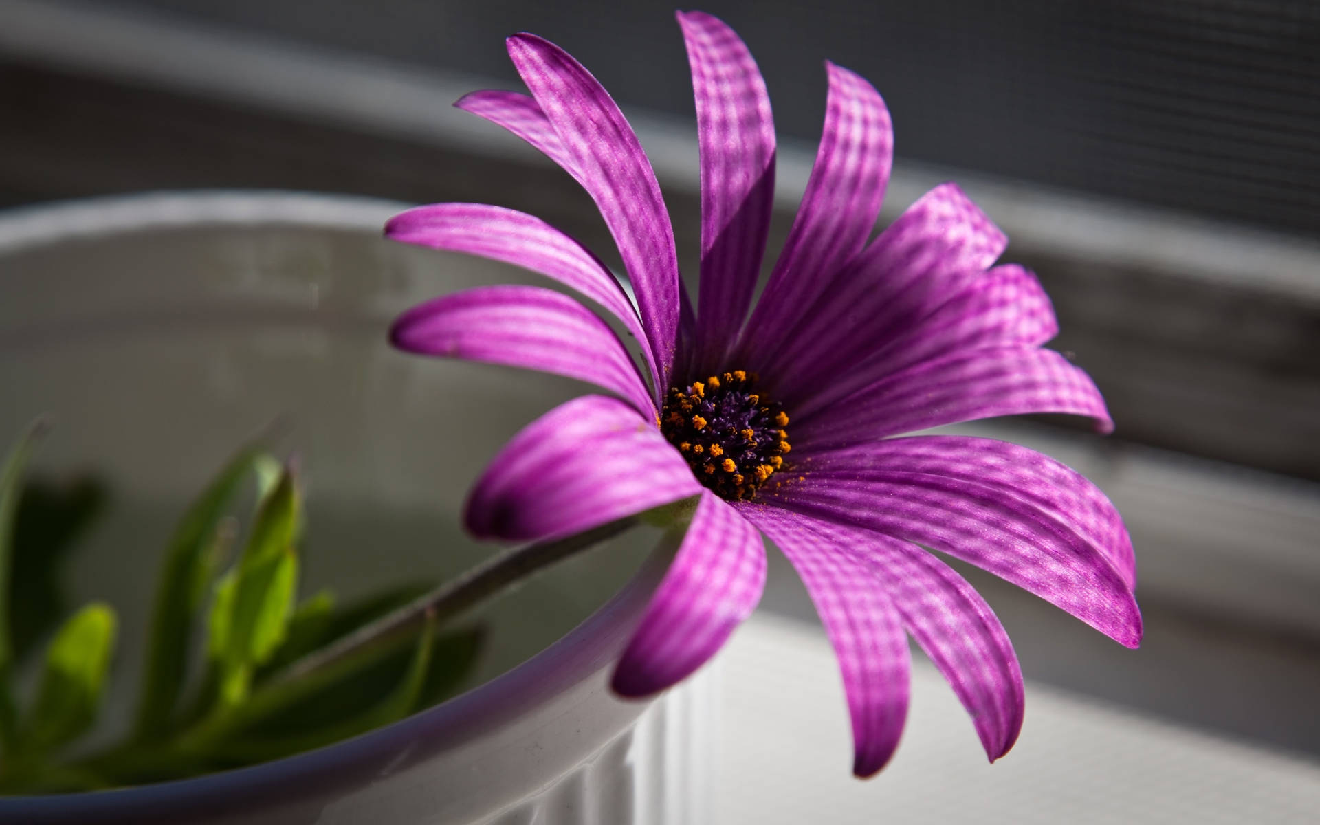 Purple African Daisy