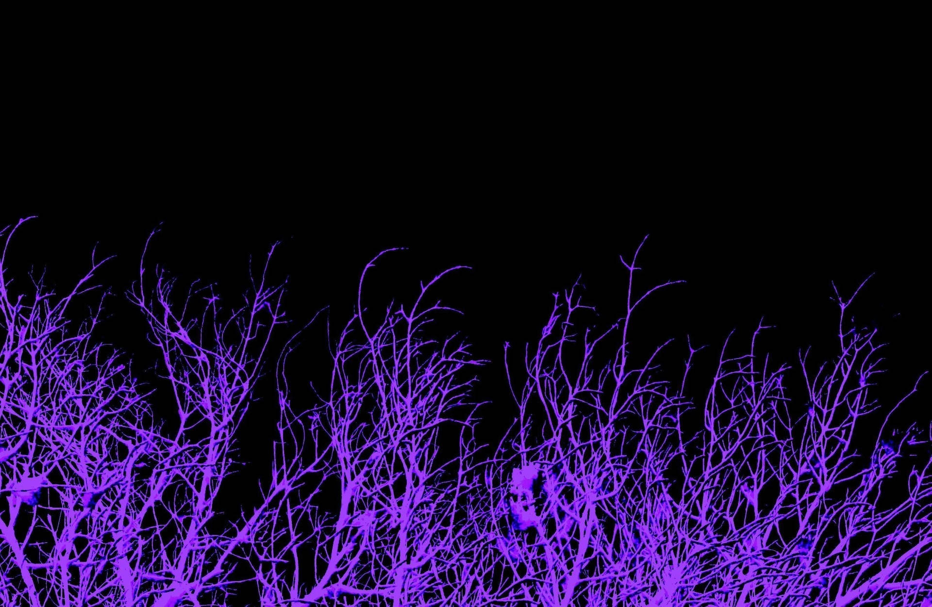 Purple And Black Aesthetic Branches
