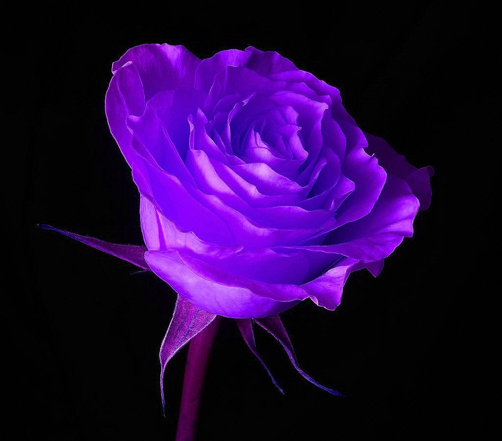 Purple And Black Aesthetic Rose Wallpaper