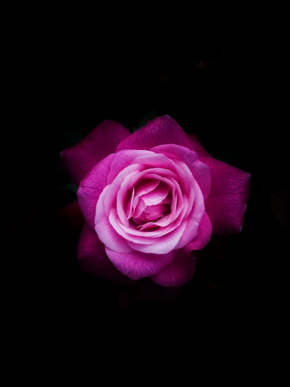 Purple And Black Glowing Rose Background