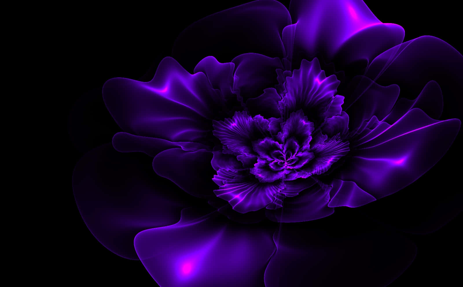 The Splendor of Purple and Black