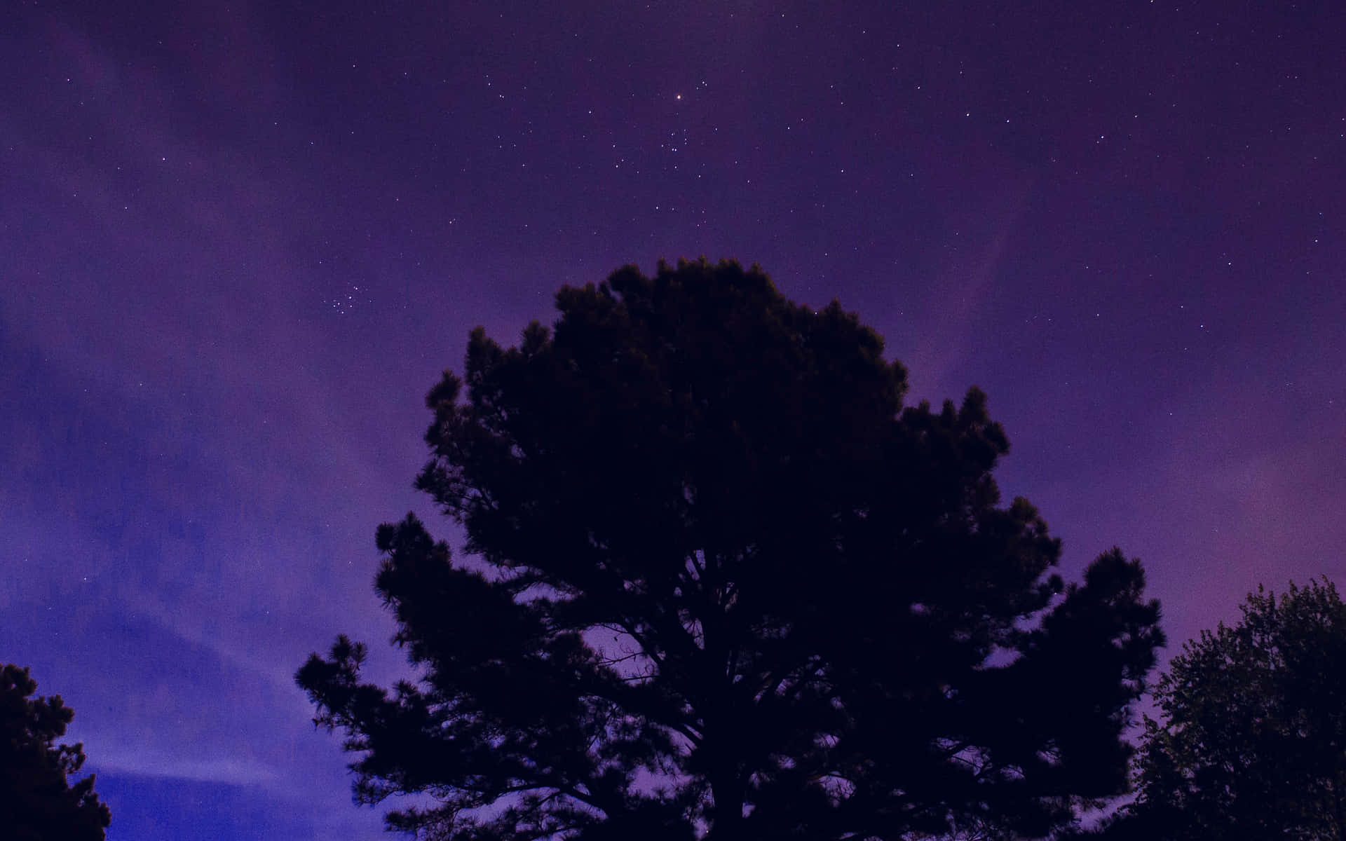 A Tree In The Night Sky Wallpaper