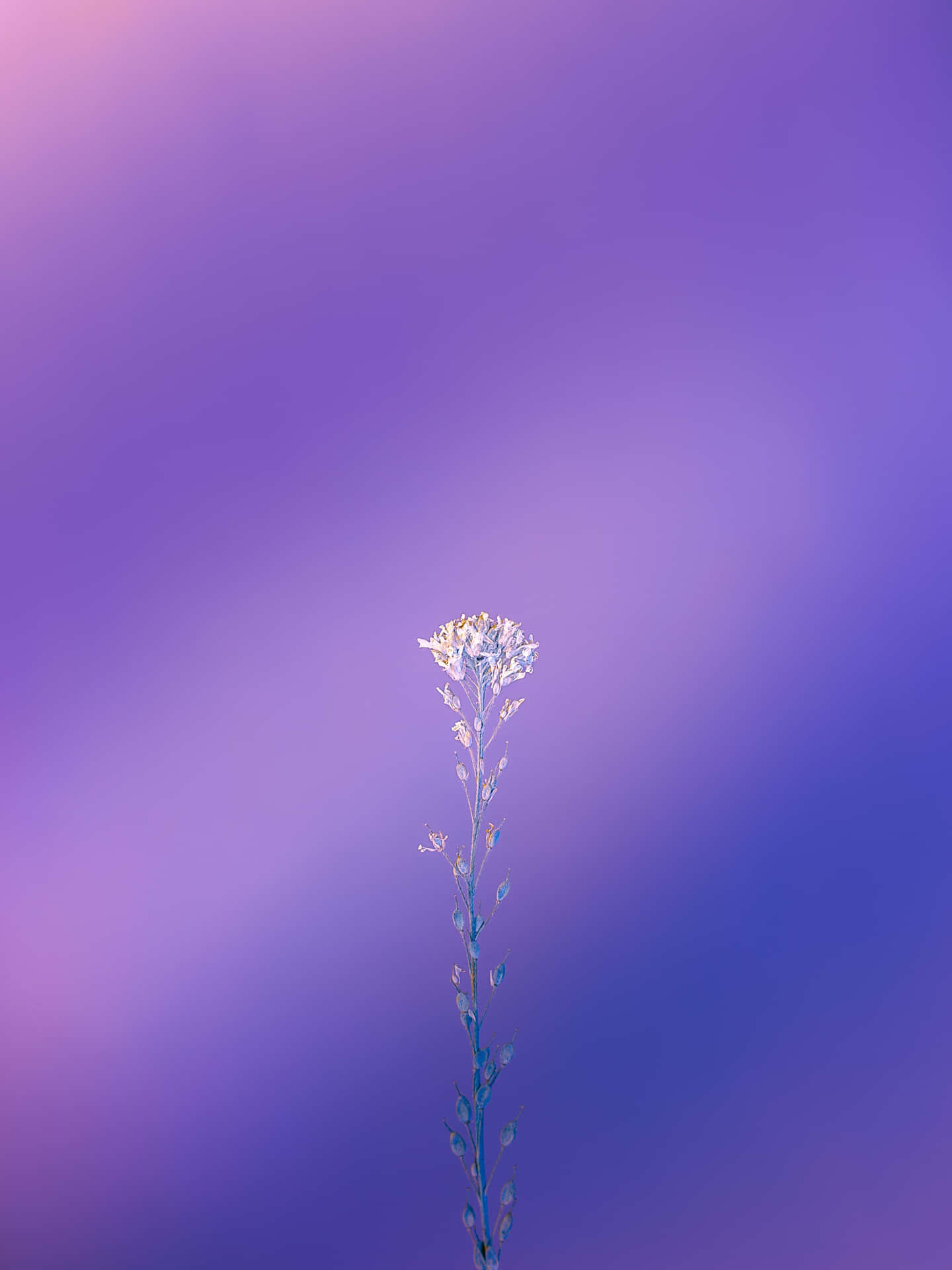 Sfondoa Spruzzi Viola E Blu