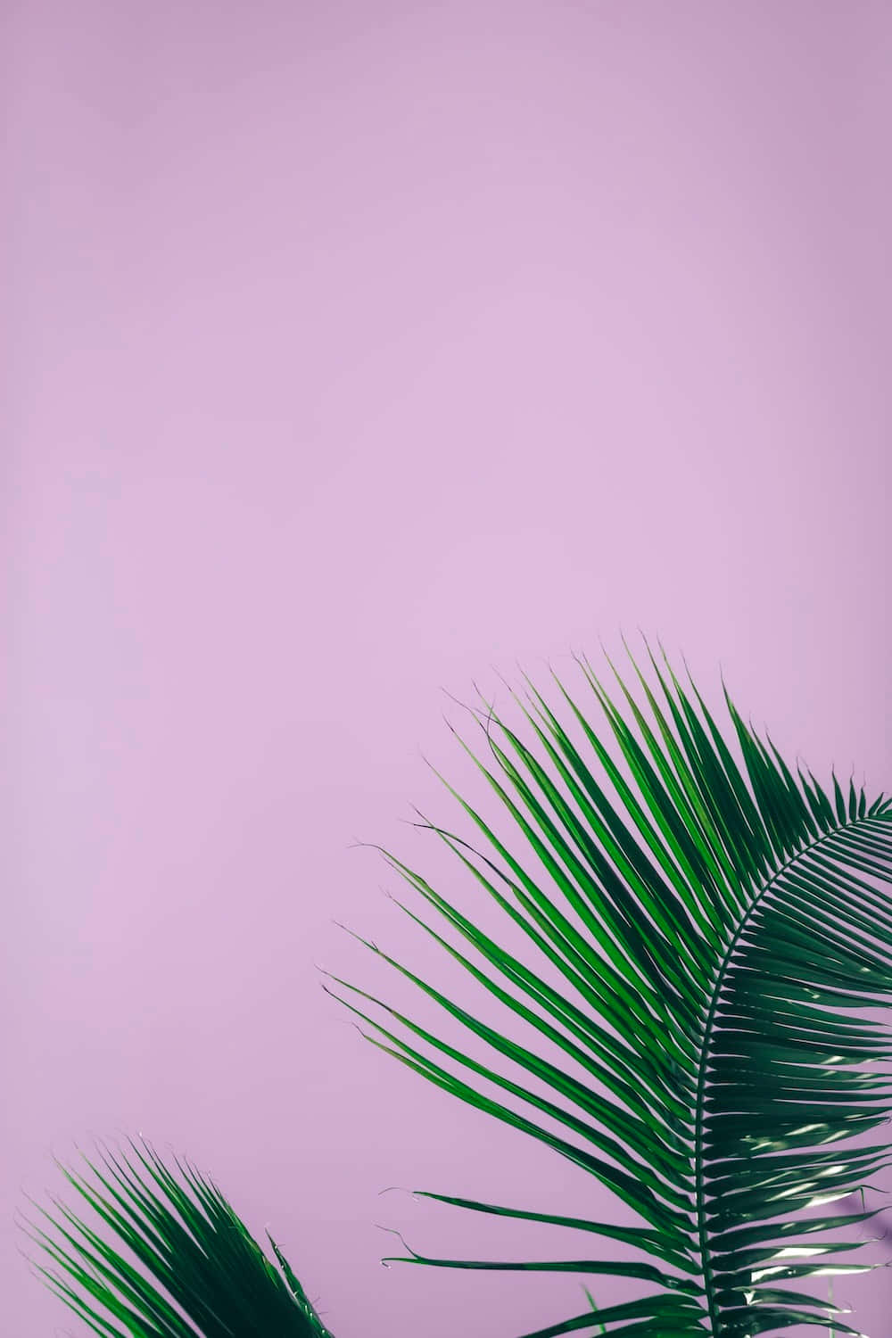 Elegant Purple and Green Background