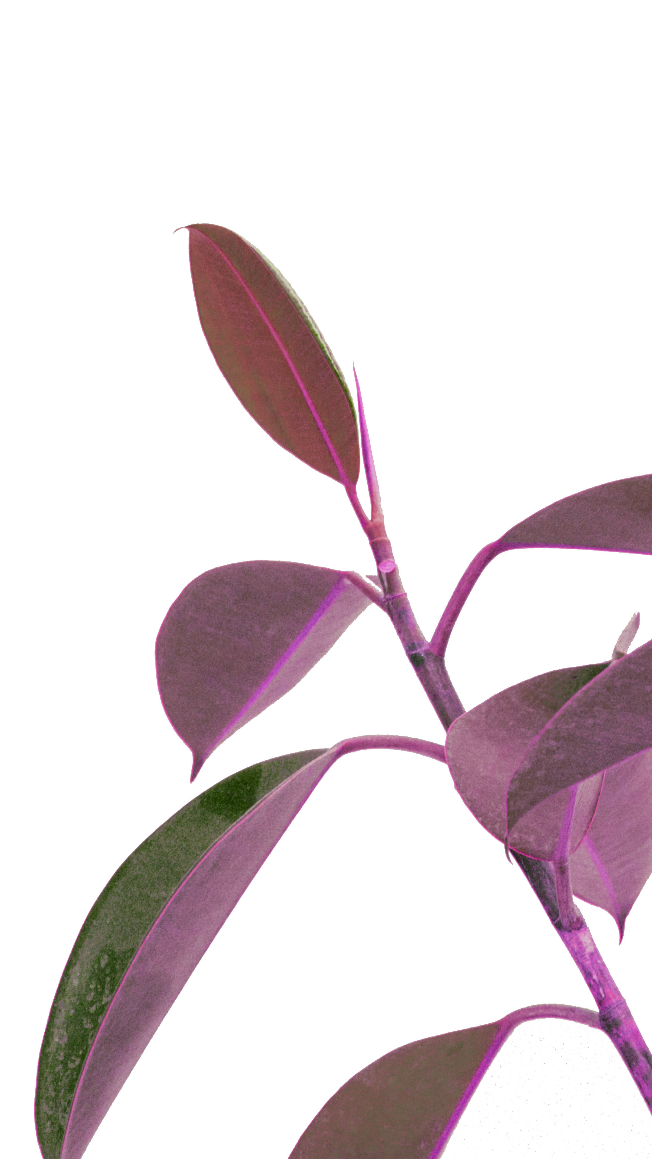 Purple And Green Minimalist Plant Wallpaper