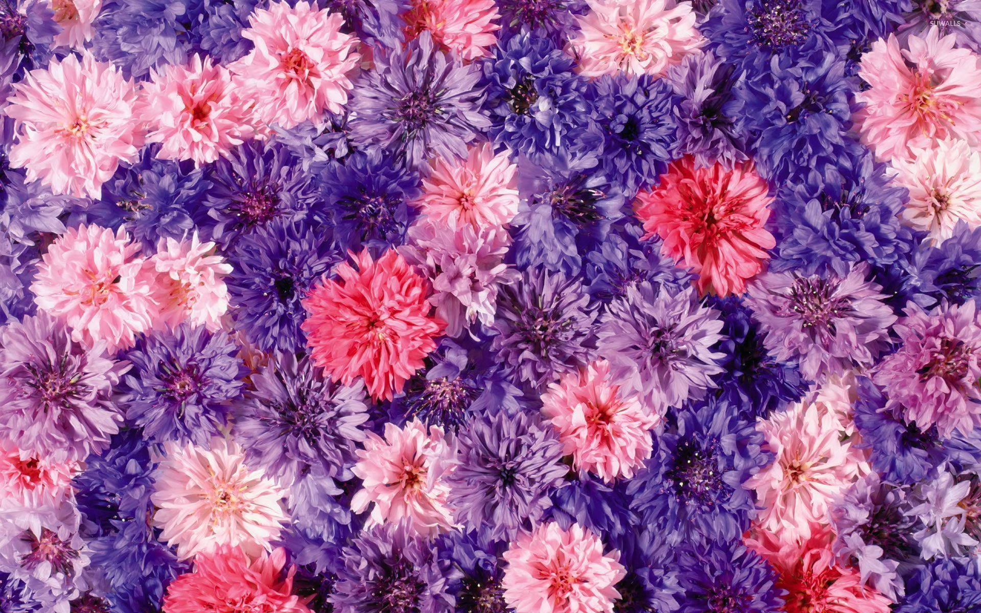 Lilla og Pink chrysantemer flimre I vinden Wallpaper