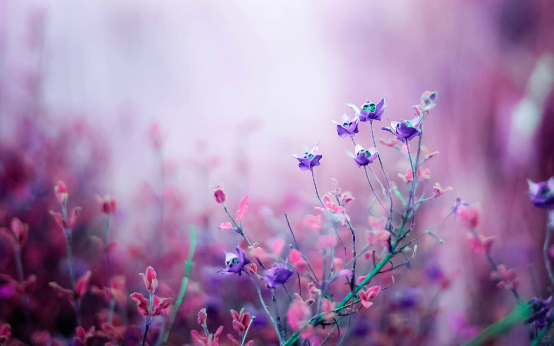 Purple And Pink Flower