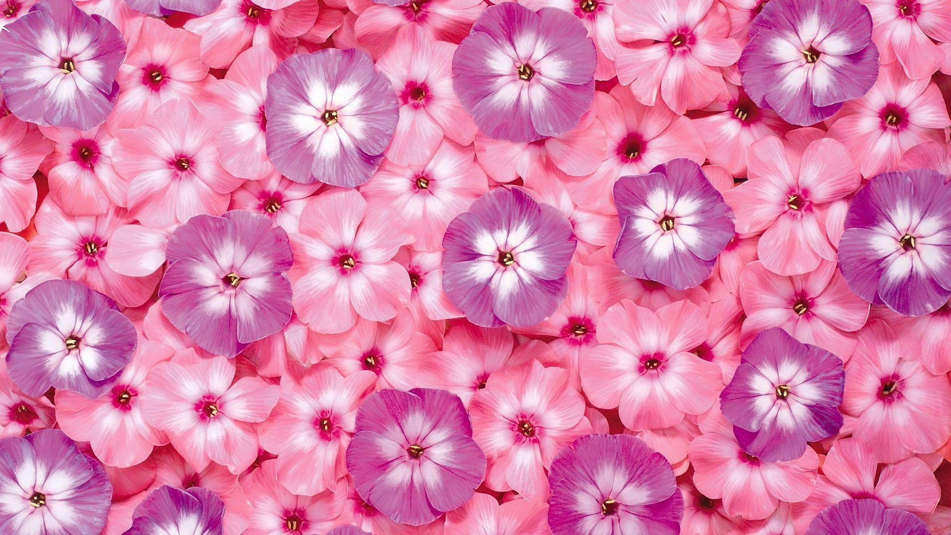 Lilla Og Pink Blomst Gulv Wallpaper