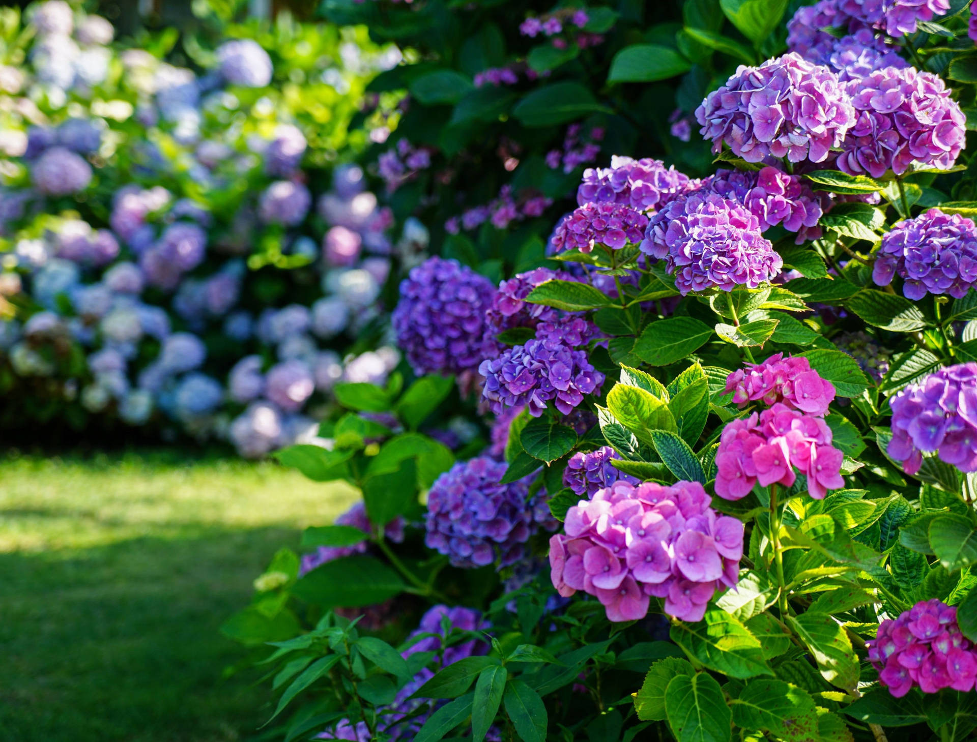 Jardínde Flores De Hortensias Moradas Y Rosas Fondo de pantalla
