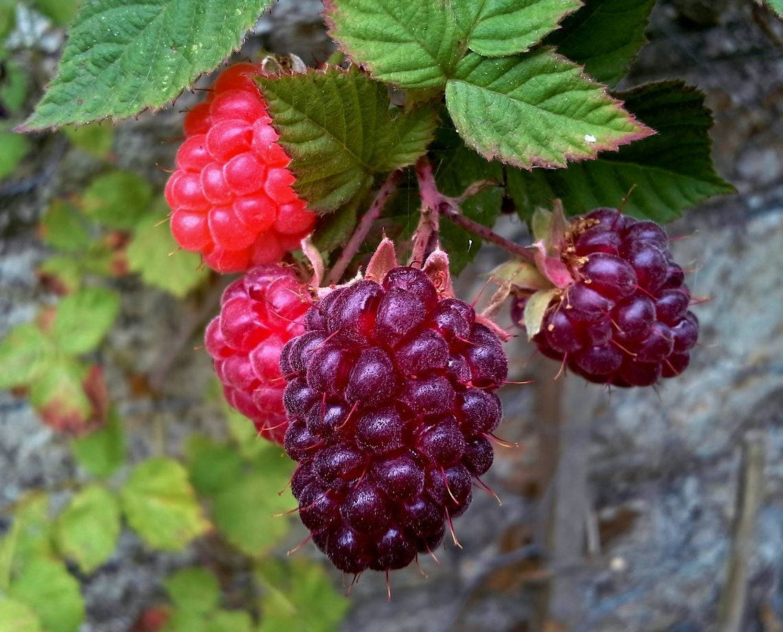 Purple And Red Loganberries On A Vine Wallpaper