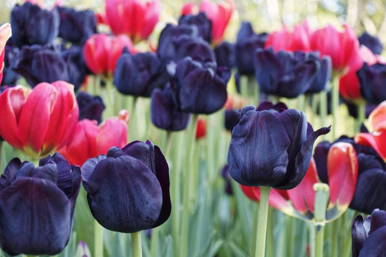Viola E Rosso Tulipani Natura Più Bella Sfondo