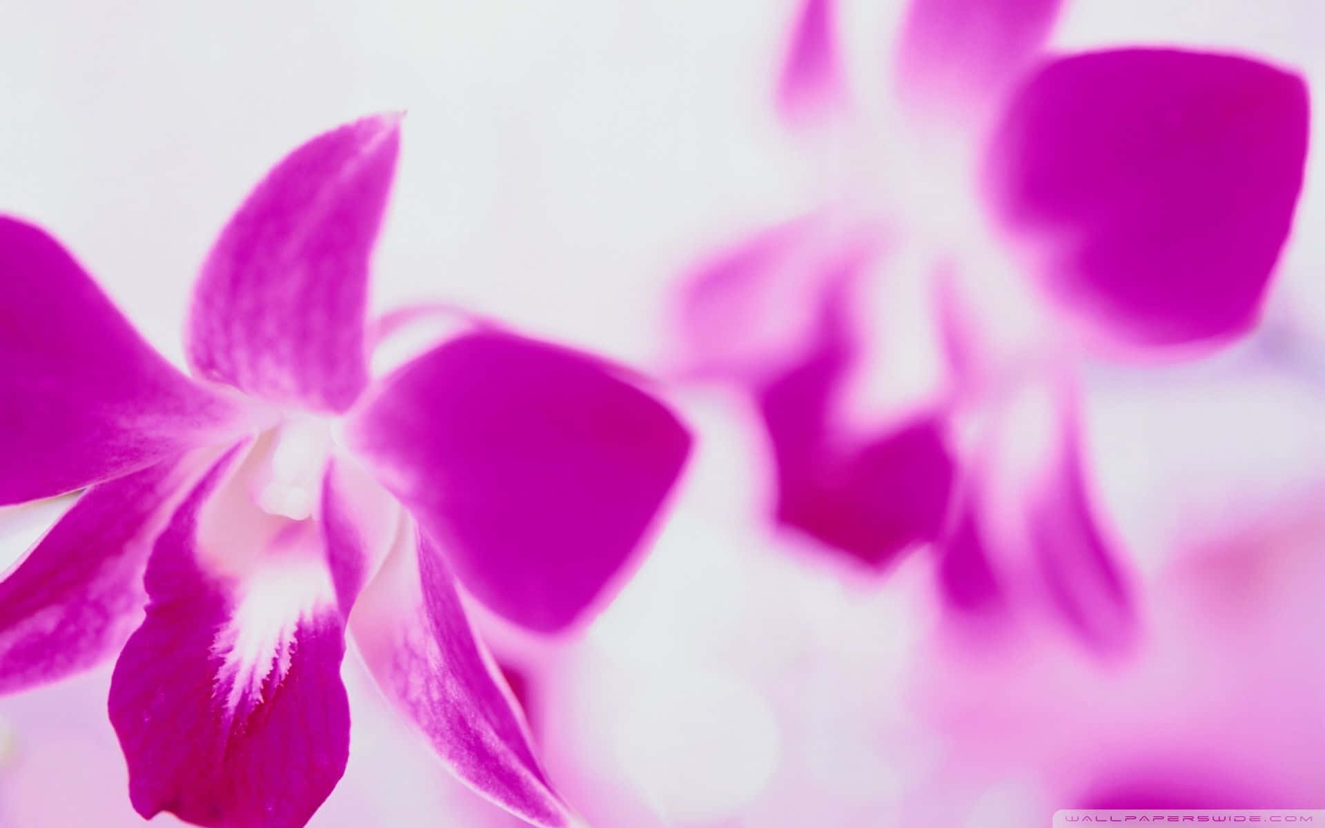 Orchid Wallpapers Hd - Wallpapers For Desktop