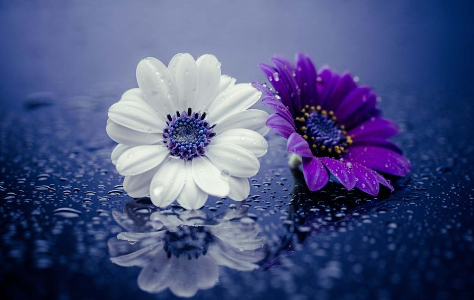 Two Purple Flowers Are Sitting On A Blue Background