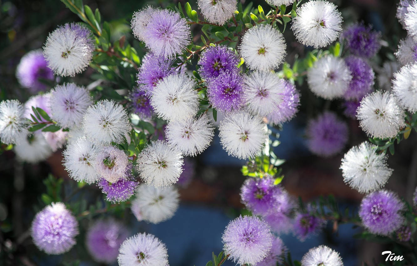"Elegant Purple and White Mimosa Flowers in Full Bloom" Wallpaper