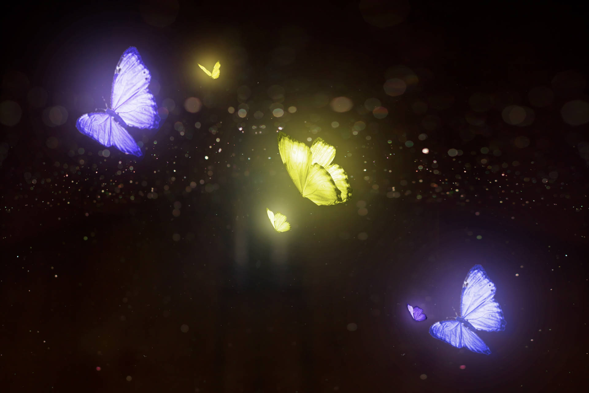 Purple And Yellow Night Butterfly Wallpaper