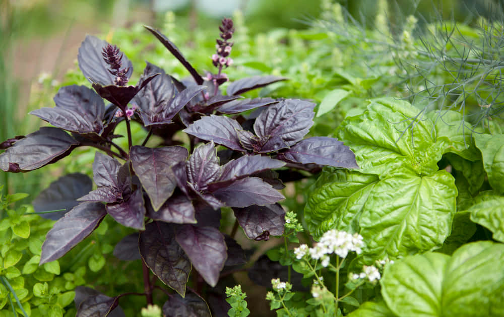 A delicious aroma of purple basil Wallpaper