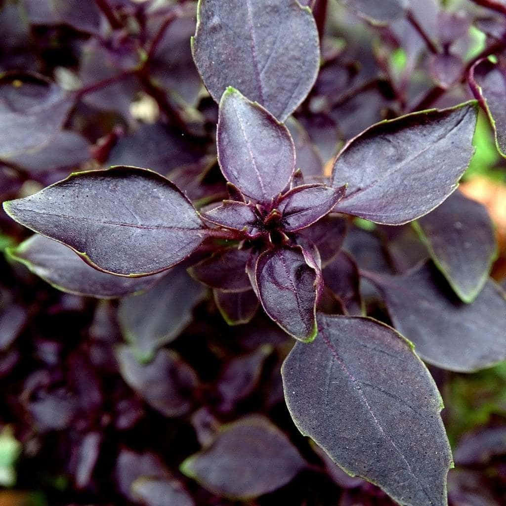 Freshly picked purple basil in all its glorious aromatic beauty Wallpaper