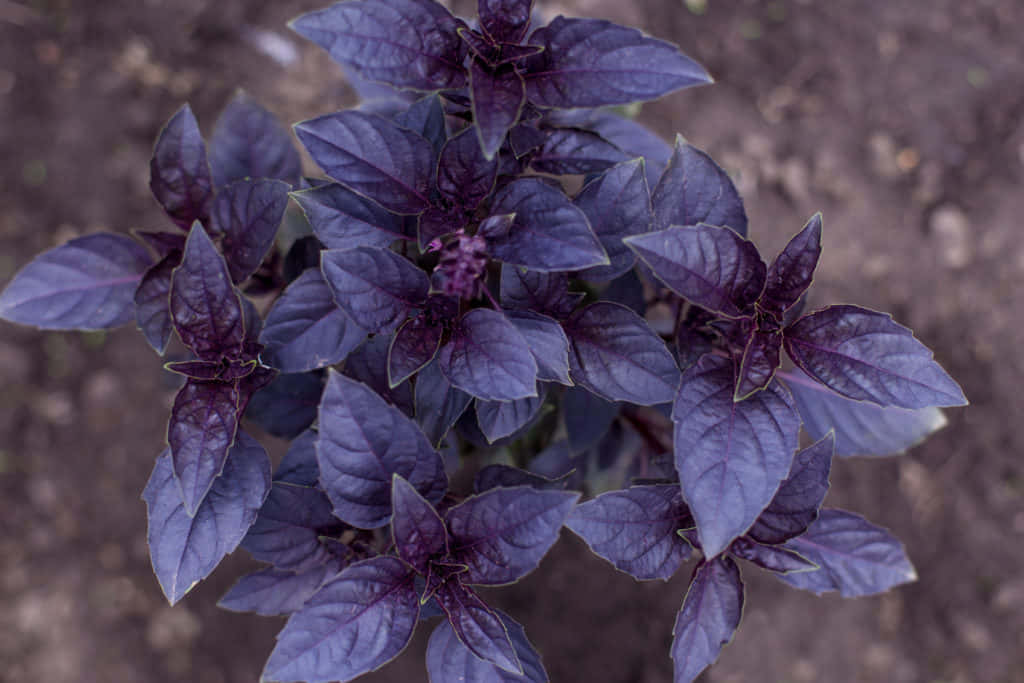 Acres of Fragrant Purple Basil Wallpaper