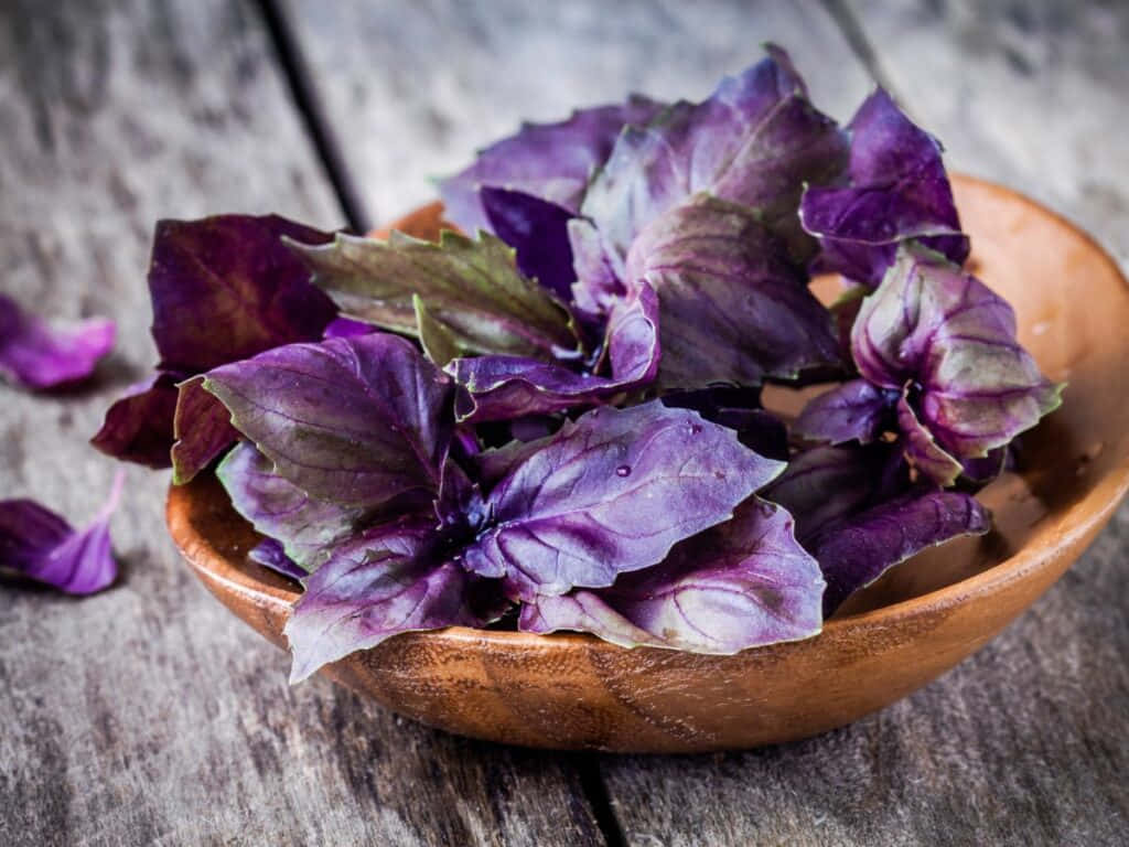 "The Flavorful Delights of Purple Basil" Wallpaper