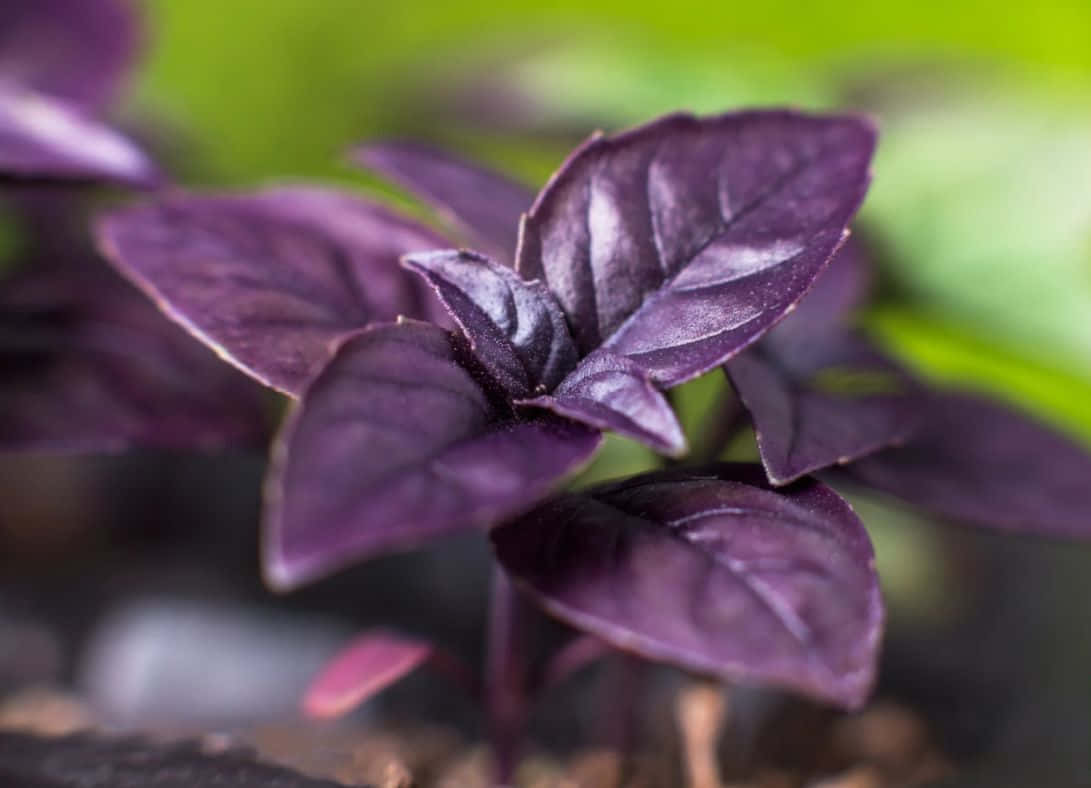 Hojasfrescas De Albahaca Morada Fondo de pantalla