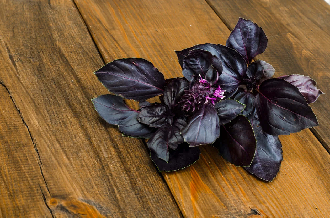 Fresh Purple Basil Leaves Wallpaper