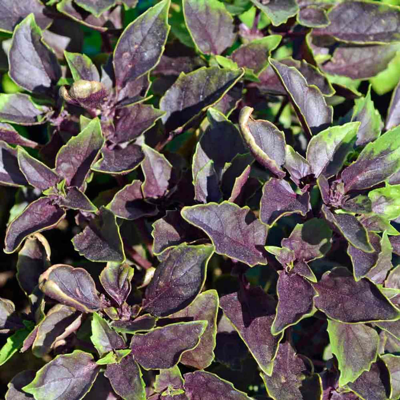 Basilicopúrpura Vibrante En Plena Floración. Fondo de pantalla