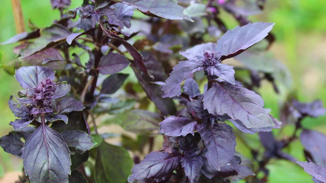 Elevate Your Cooking with Aromatic Purple Basil" Wallpaper