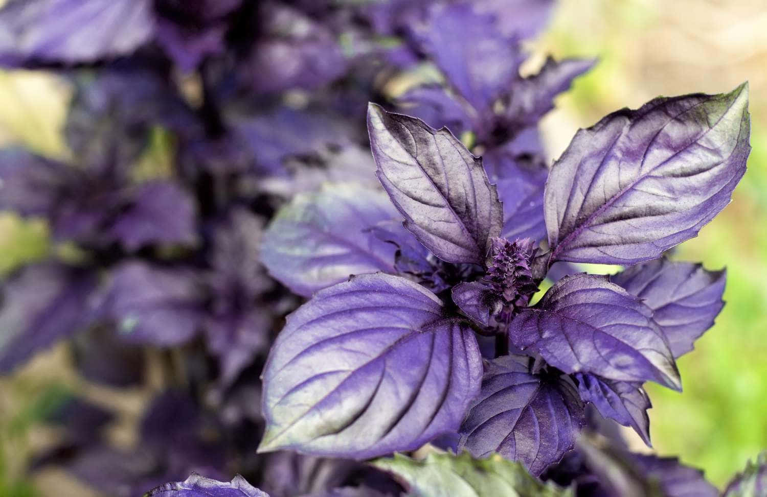 The spicy aroma of purple basil is sure to tantalize the taste buds. Wallpaper