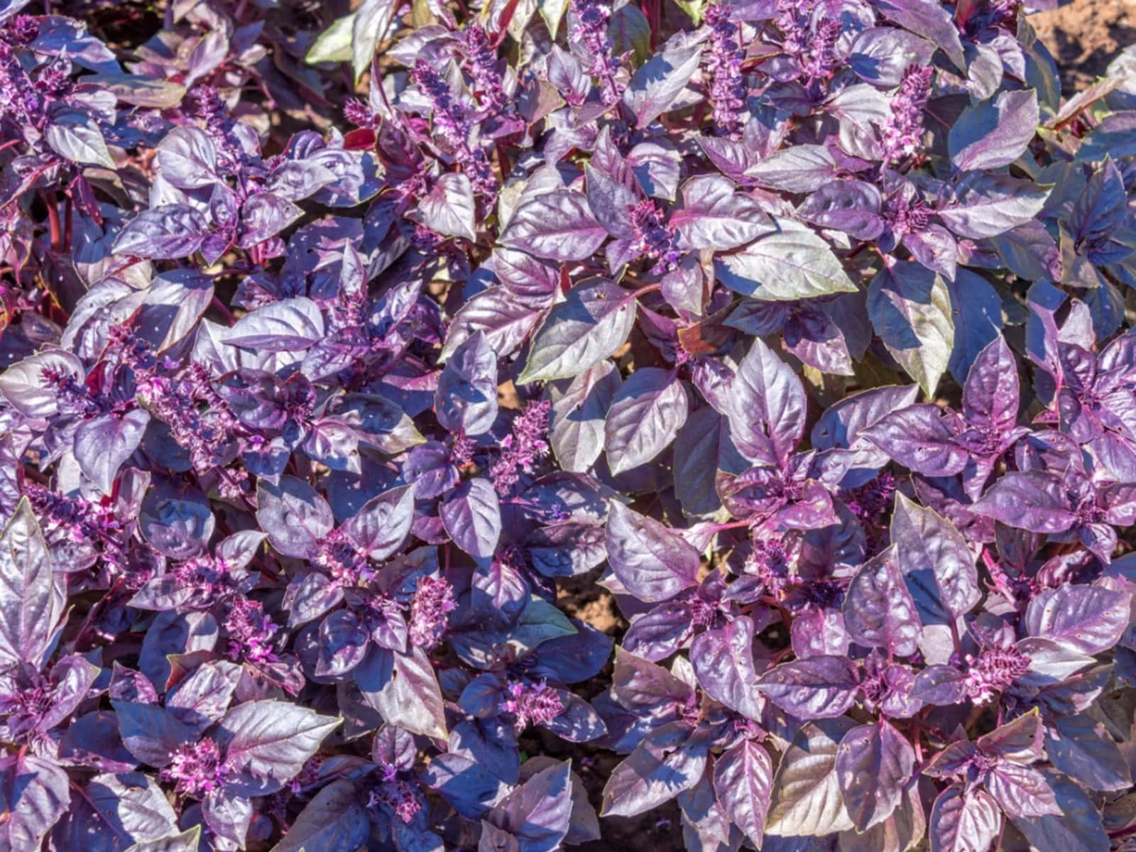 “Vibrant Purple Basil Leaves” Wallpaper