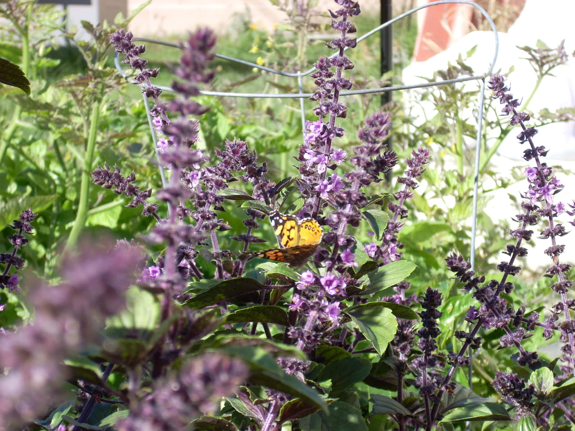 Let the vibrant color of Purple Basil add life to your dish! Wallpaper