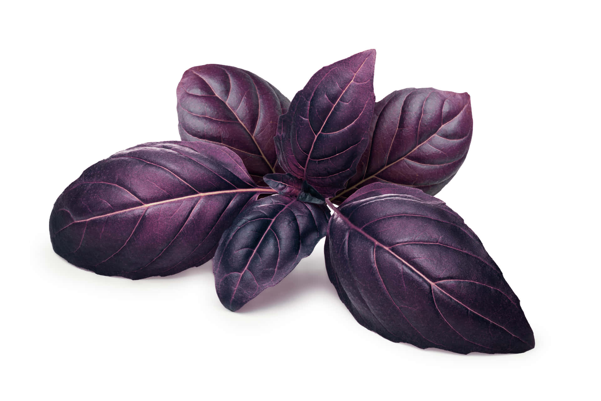 Experience the freshness of Purple Basil!" Wallpaper