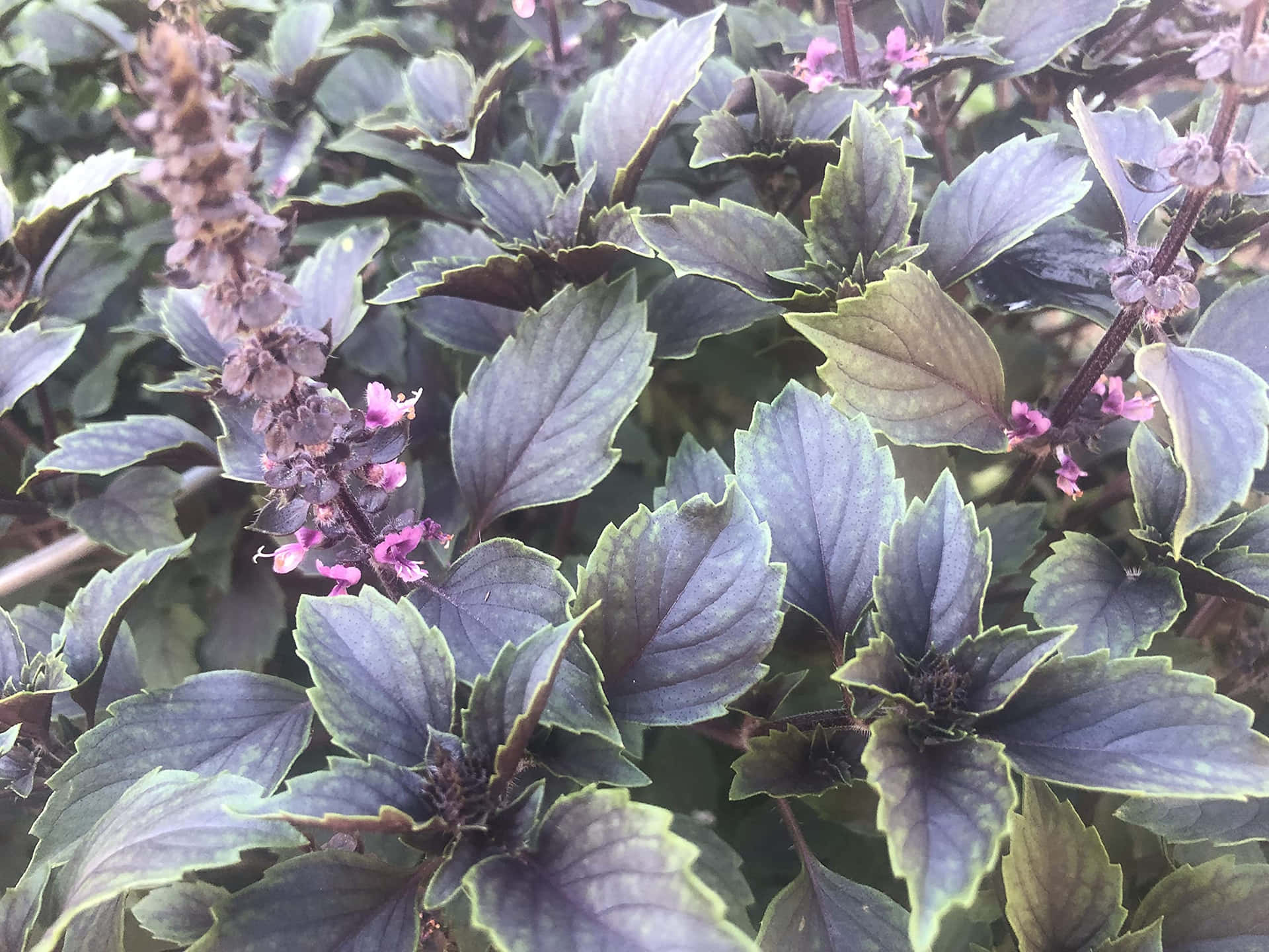 Fresh purple basil plant Wallpaper