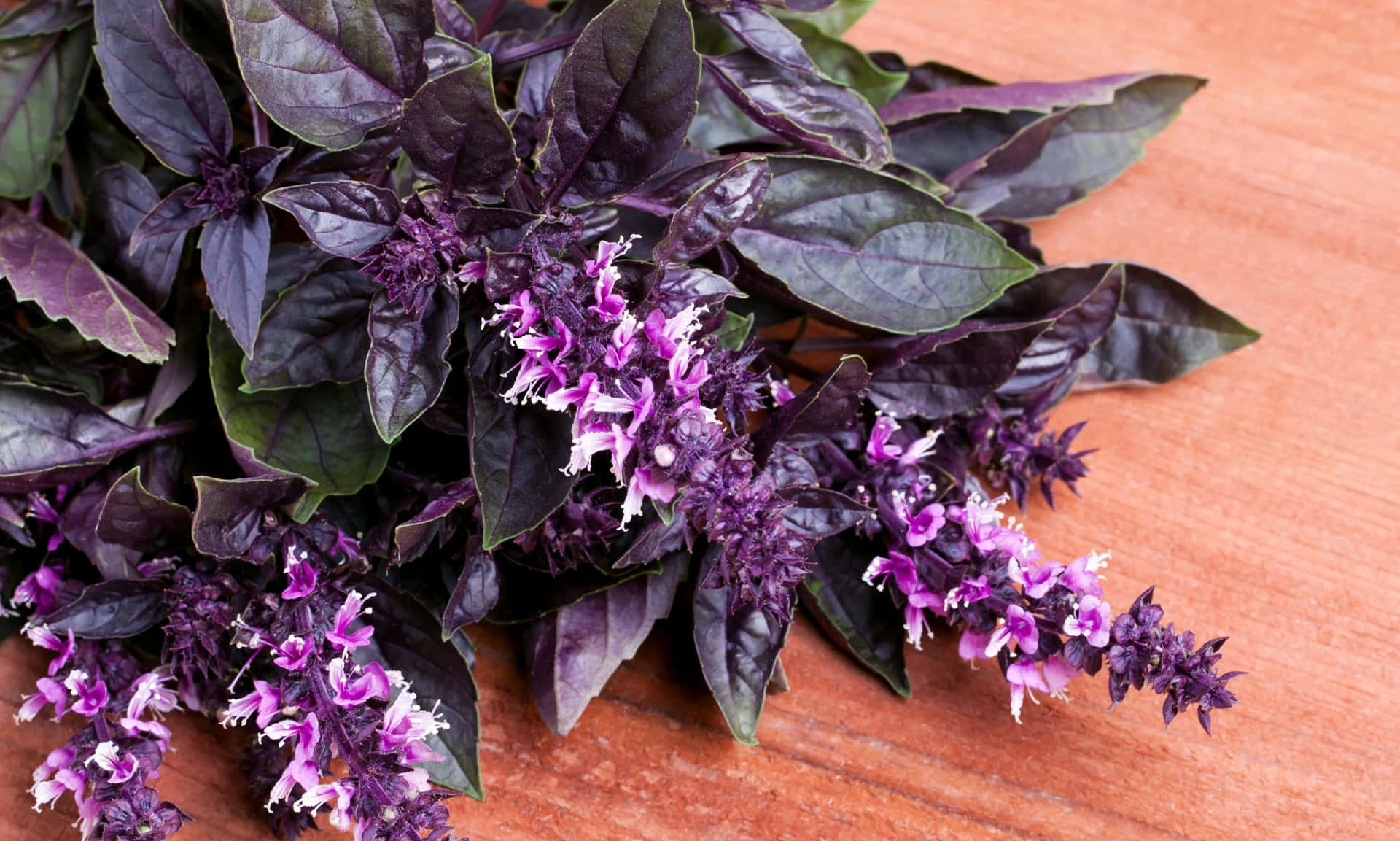 Rich and fragrant purple basil leaves Wallpaper