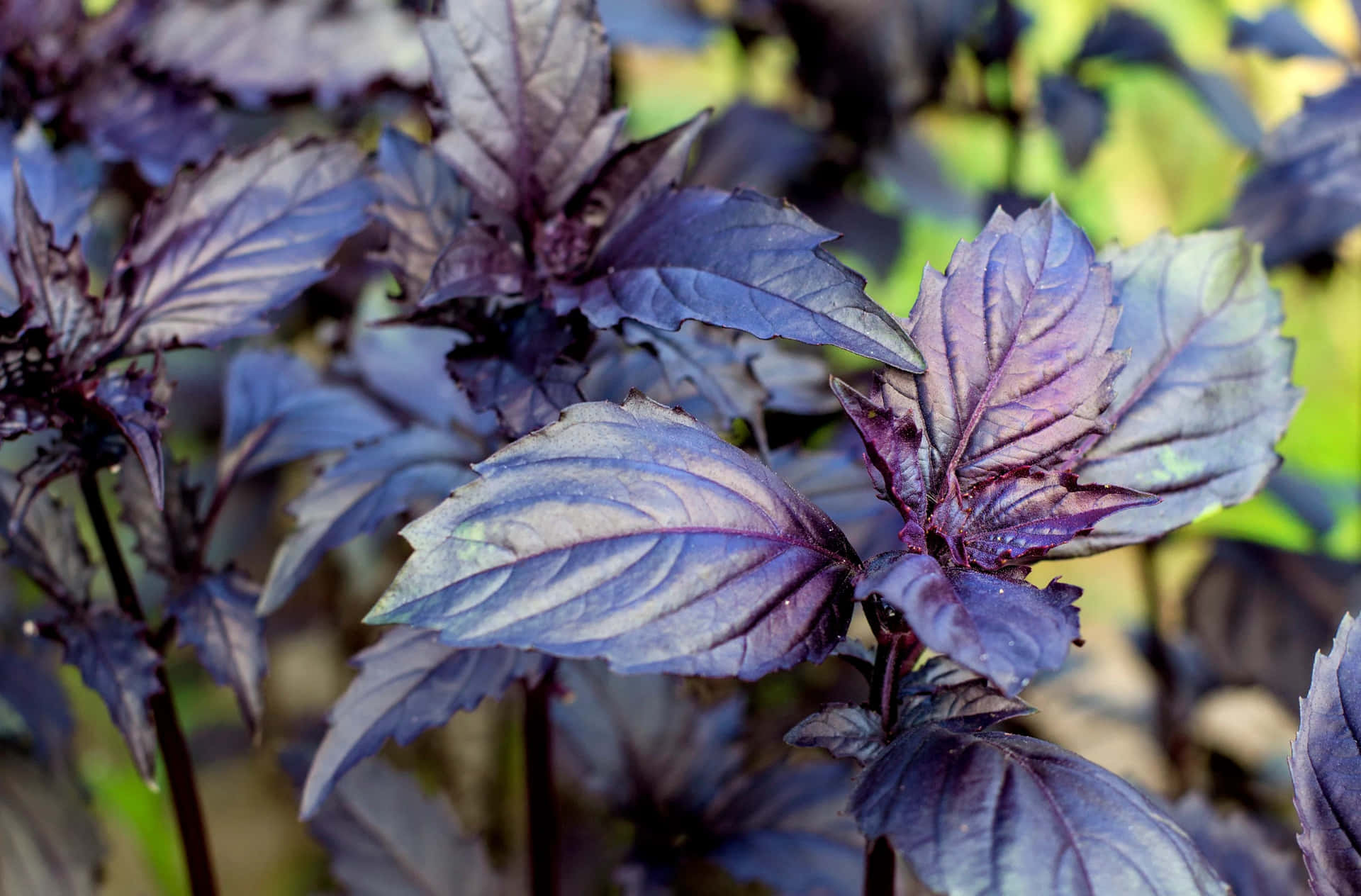 Freshly Plucked Purple Basil Leaves Wallpaper