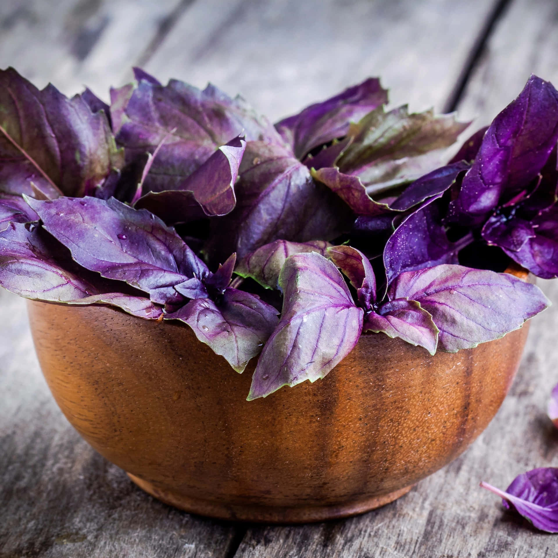 Fresh Purple Basil Leaves Are Perfect for Any Recipe Wallpaper