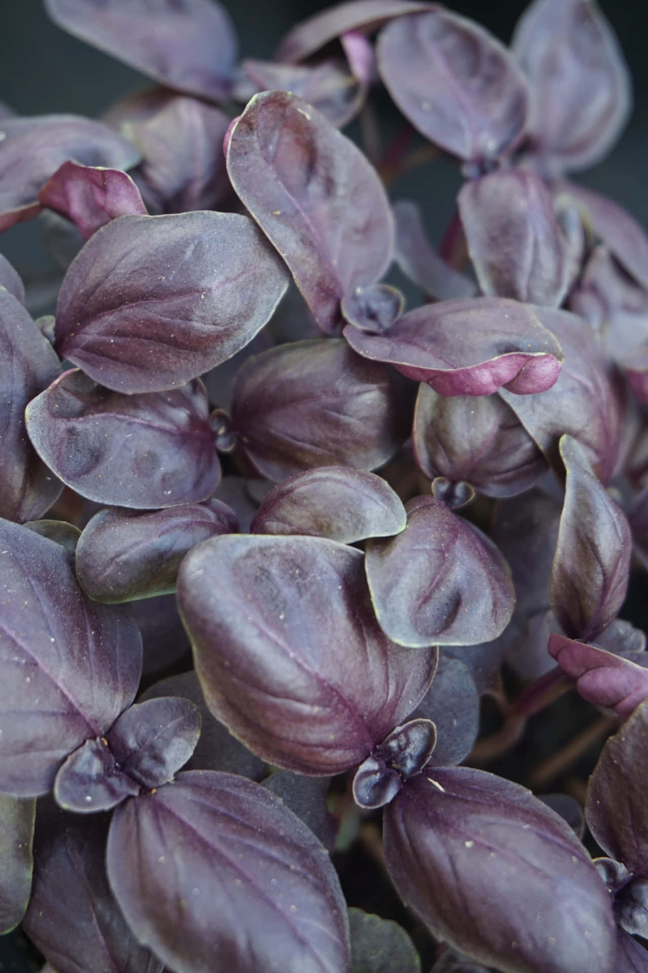 The vibrant blossoms of purple basil. Wallpaper