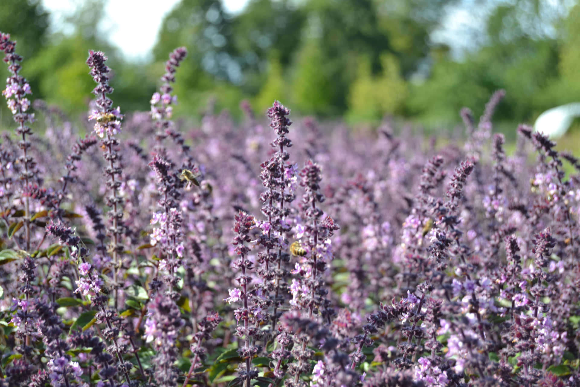 Organic Purple Basil Freshly Harvested from a Garden Wallpaper